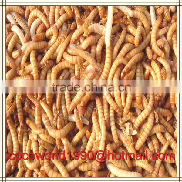 Selling Dried Mealworms for Sale Free Shipping photo-4