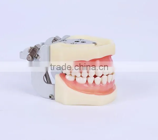 New Design Wholesale Dental Teaching Model Standard Tooth Model of White Alundum Dentition Model photo-2