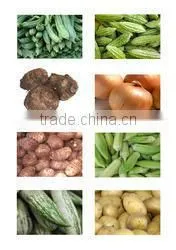 Fresh Big Potato
