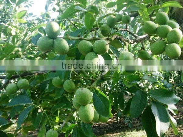Walnut Saplings Available... photo-3