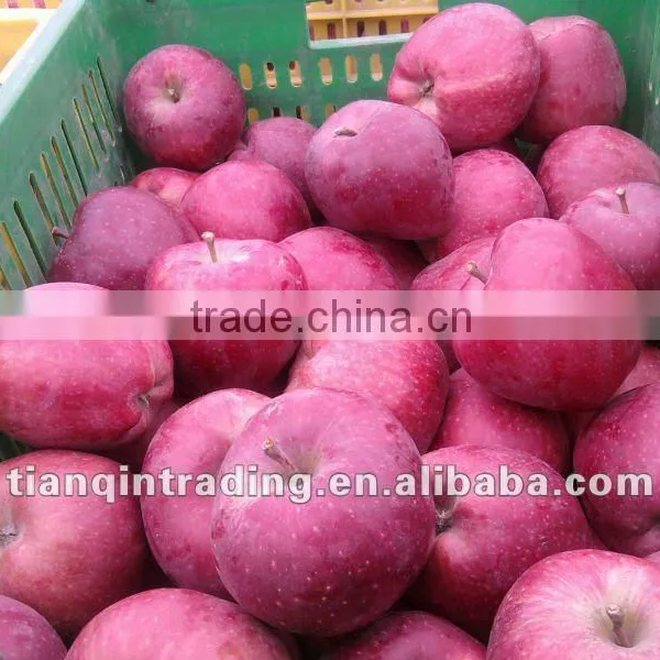 Fuji Apple