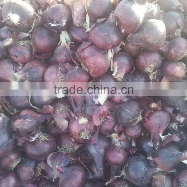 Fresh (RED ,Yellow , White ) ONION photo-4