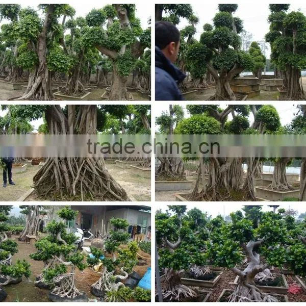 Ficus Microcarpa photo-3