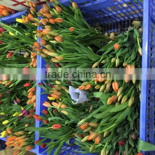 Fresh Cut Multicolor Tulips Flowers photo-5
