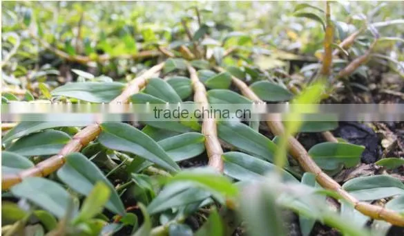 Dendrobium Seedling photo-4