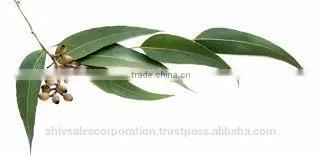 Pure Eucalyptus Oil for Wholesale photo-3