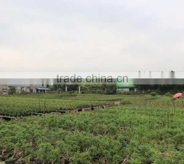 Pepper Tree Indoor Bonsai Export Wholesale photo-3