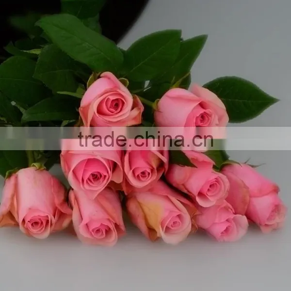 Roses in Delhi Fresh Roses From Kunming Yunnan photo-2