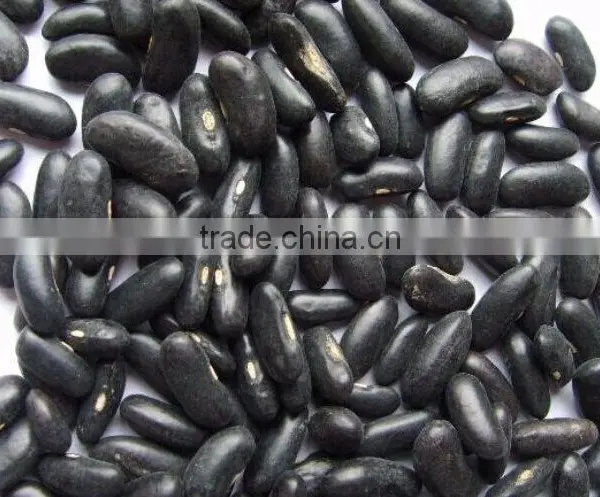 Black Kidney Bean photo-2