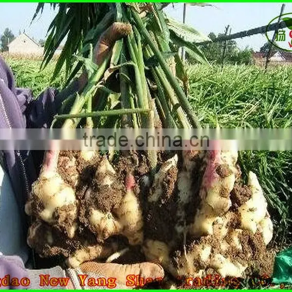 2015 Fresh Cabbages/Cabbage Exported to Southeast Asia, the Middle East photo-4