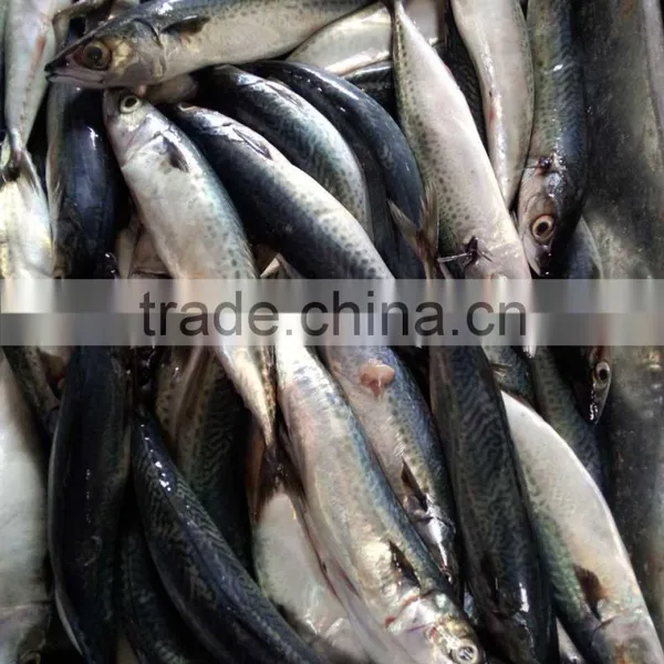 NEW LANDING FROZEN FISH PACIFIC MACKEREL SEA FROZEN 400-600G photo-3