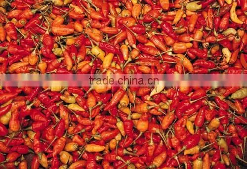 Hot Pepper