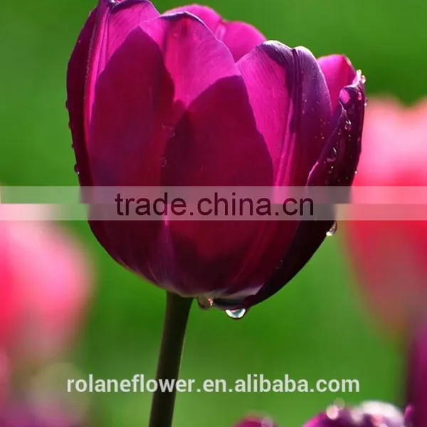 China Direct Wholesale Fresh Cut Flower Tulip for Home Decor photo-2