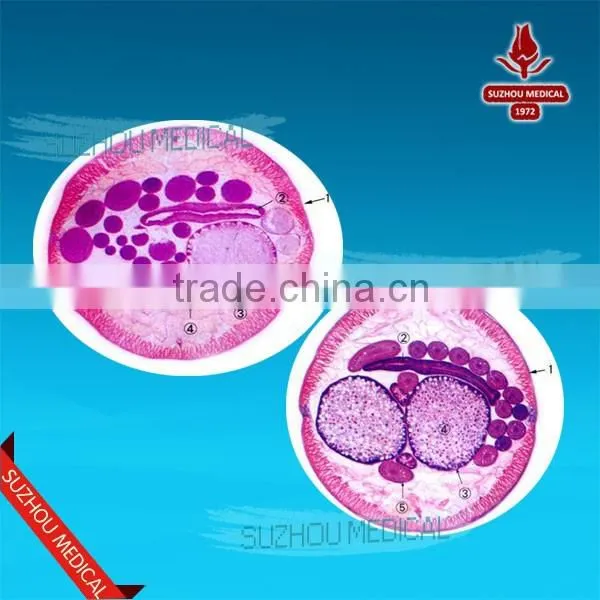 Competitive Price Microscope Accessories Glass Parasitology Slide Set Quality Choice photo-4