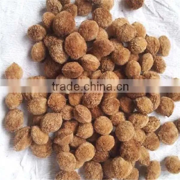 Yang Mei Top Grade Fruit Crops Bayberry Seeds For Sale photo-3
