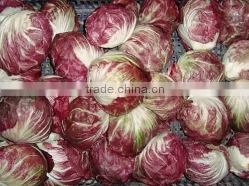 Radicchio photo-2