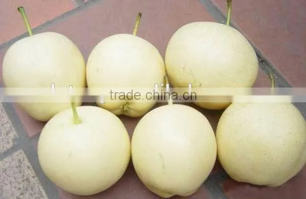 Nice and High Quality Emerald Pear From China