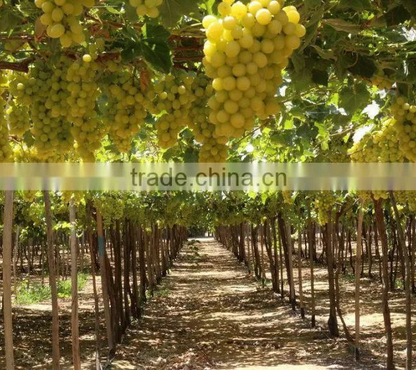 GRAPES photo-4