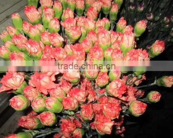 Fresh Cut Flower Carnation All Colour Mother's Day photo-6