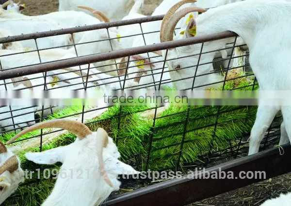 StarMax Barley Fodder / Fodder / Fodder System photo-4