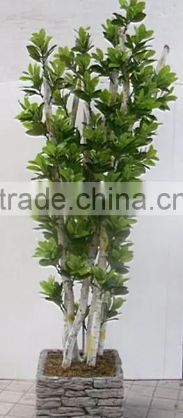 Indoor Home Garden Decorative 250cm Height Make Artificial Green Live Magnolia Bonsai Tree EXLYPZ06 0511 photo-6