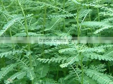 Phyllanthus Amarus photo-3