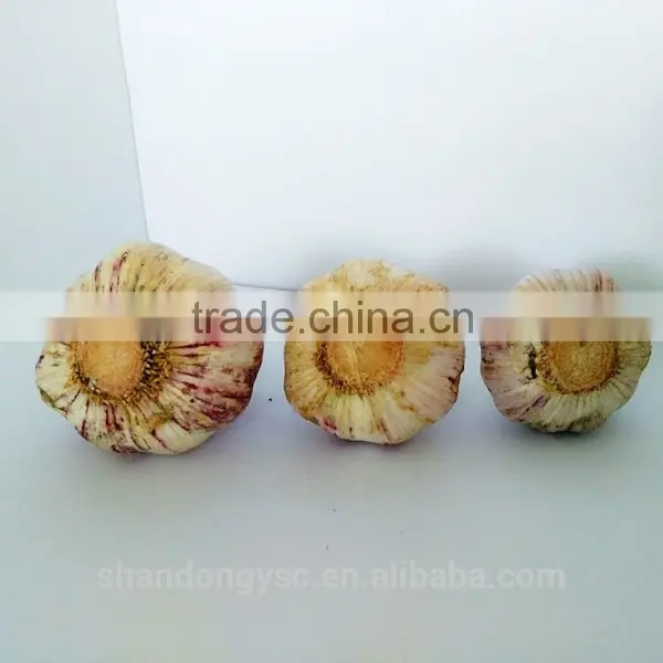 Export Fresh Garlic From Jinxiang, Best Quality Chinese Garlic photo-4