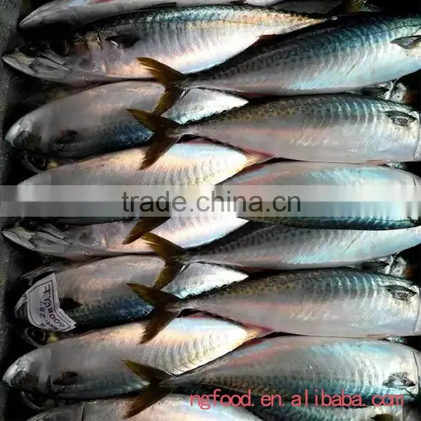 Frozen Chub Mackerel and Pacific Mackerel Scomber Japonicus photo-2