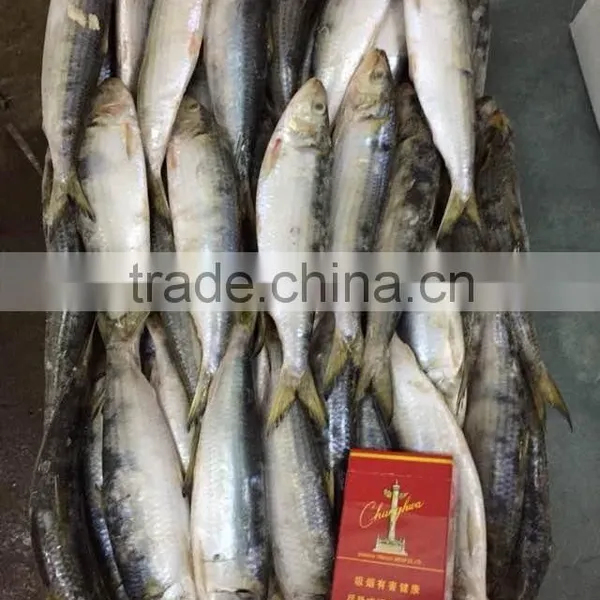 2015 Frozen Sardine wr for Fishing Bait 90-120pcs/ctn photo-5