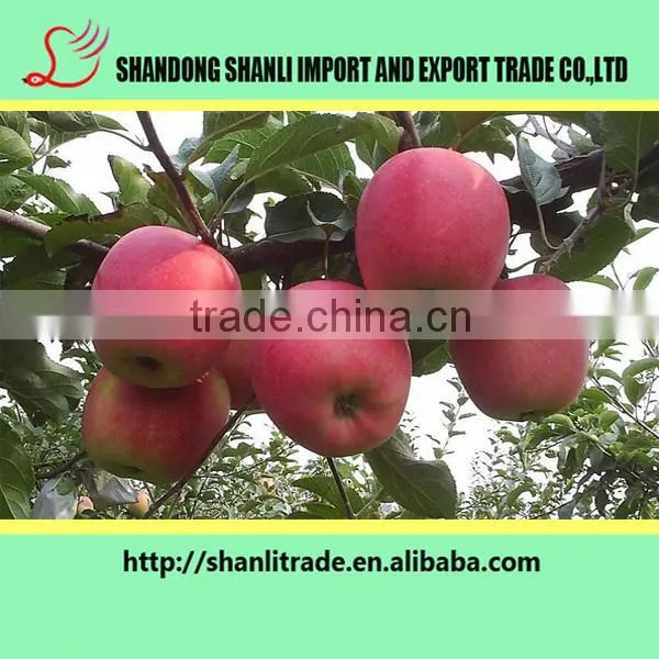 Red Delicious Apples ,delicious and Sweet photo-5