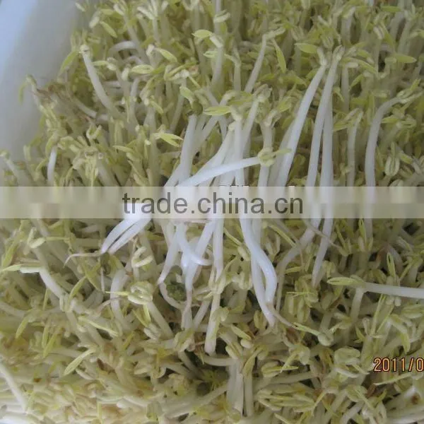 2014 Hot Selling Bean Sprout Machine and Cleaning Machine photo-3