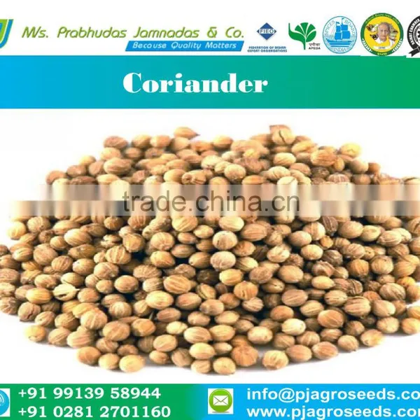 Indian Origin Parrot Quality Coriander Seed