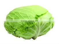 new fresh Brassica oleracea from china