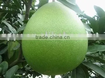 HONEY POMELO