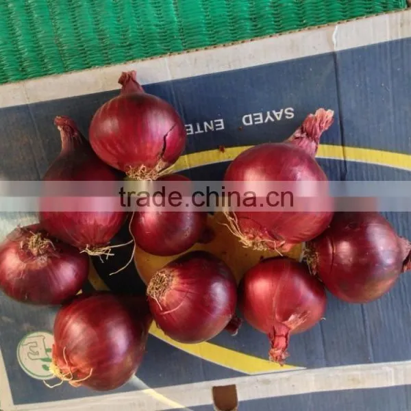 Red & Yellow Egyptian Onion photo-3