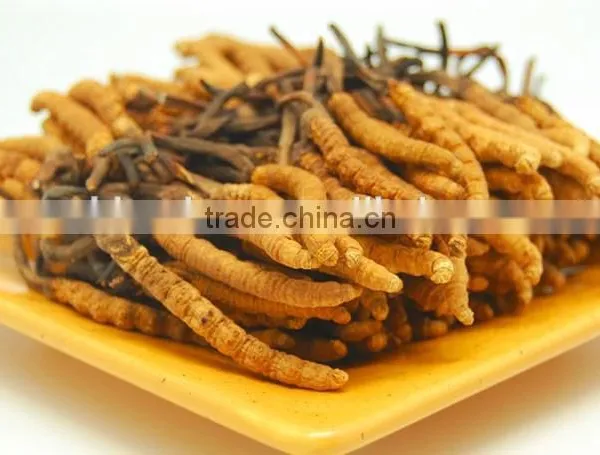 High Quality Natural Cordyceps Sinensis Extract/Cordyceps Sinensis Powder photo-3