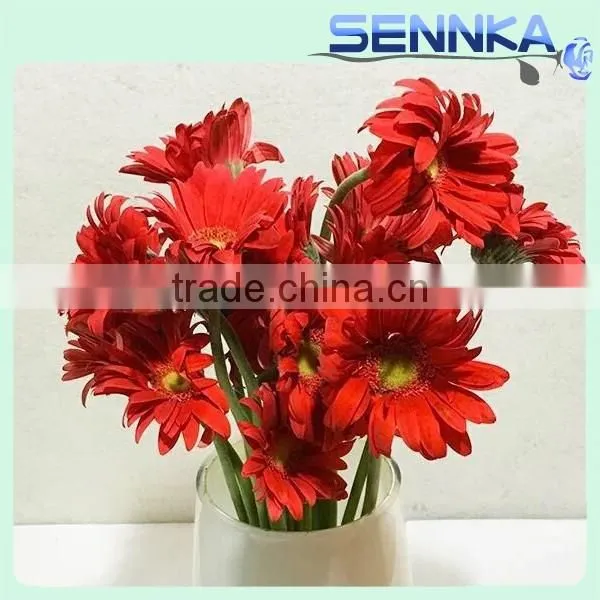 Savanna Gerbera Ceremony Fresh Cut Flowers Fresh Cut Gerbera photo-2