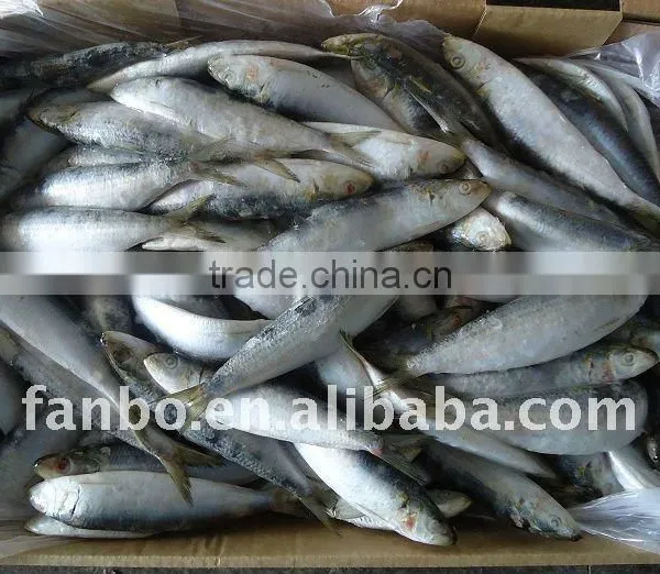 Frozen Sardine Fish