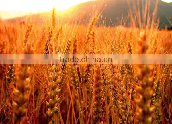 2016 China Wide Varieties Monopotassium Phosphate photo-3