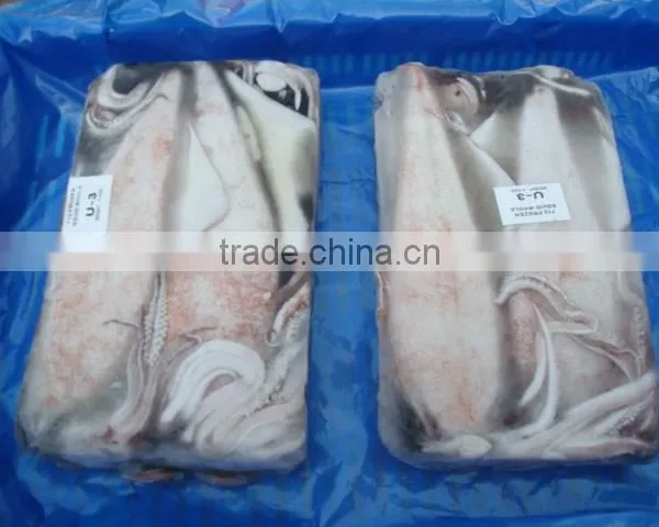 Loligo Squid photo-3
