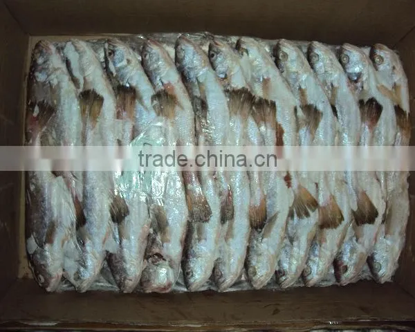 Frozen Silver Croaker photo-3