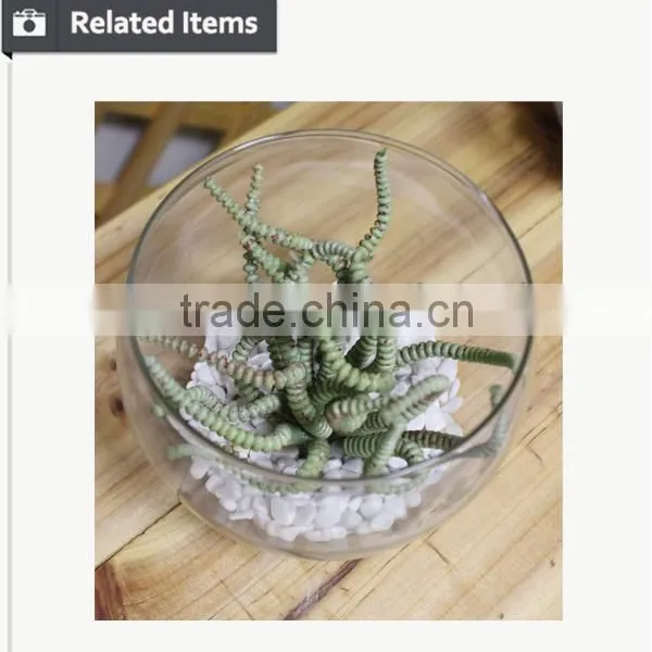 Mini Succulent Plants Bonsai High Quality Succullent Plants photo-5