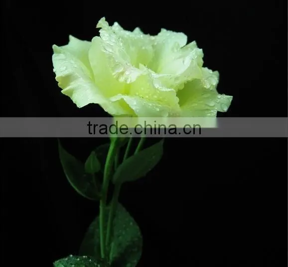 Eustoma Wedding Lisianthus Occasion and Decorative Flowers&Wreaths Fresh Lisianthus Flower photo-5