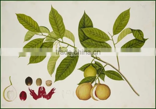 Nut Meg Dry Extract photo-2
