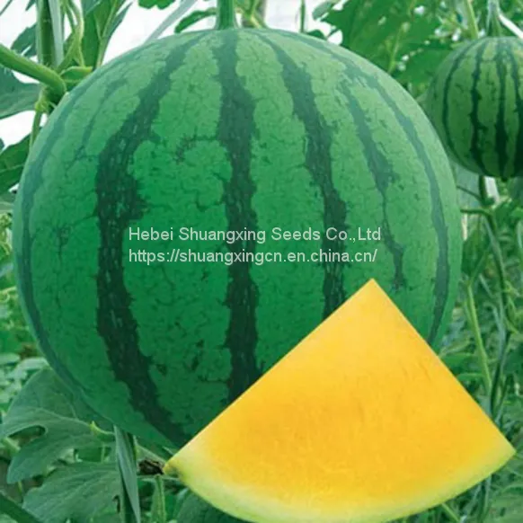 Good Quality f1 Hybrid Yellow Watermelon Seeds for Growing