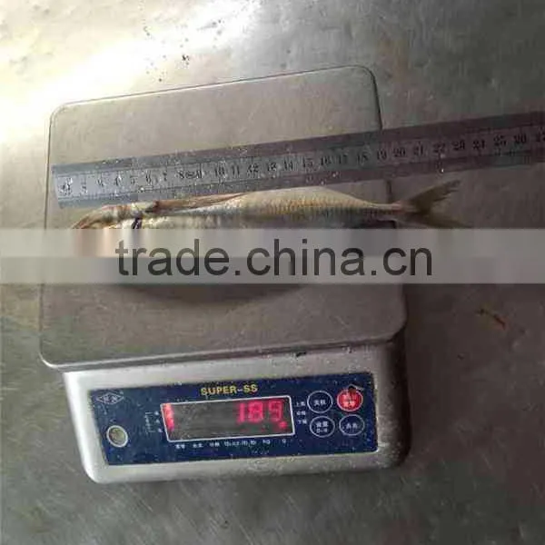 Frozen Fish Horse Mackerel Frozen photo-4