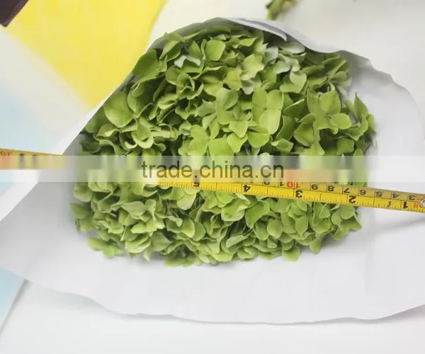 Fragrant Aroma Hot-sale Hydrangea Flower photo-4