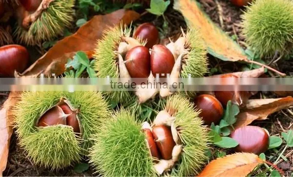 High Quality Fresh Chestnuts for Sale photo-6