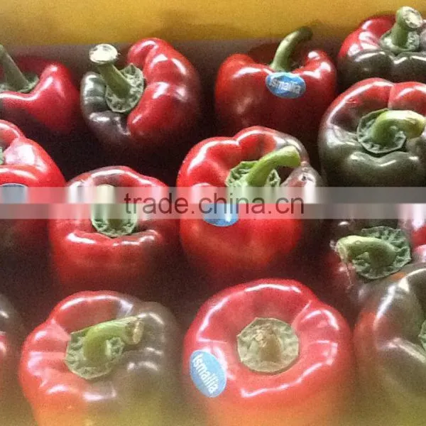 Capsicum photo-3