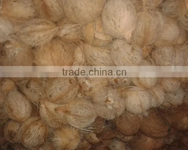 Organic Coconuts Exporter photo-2